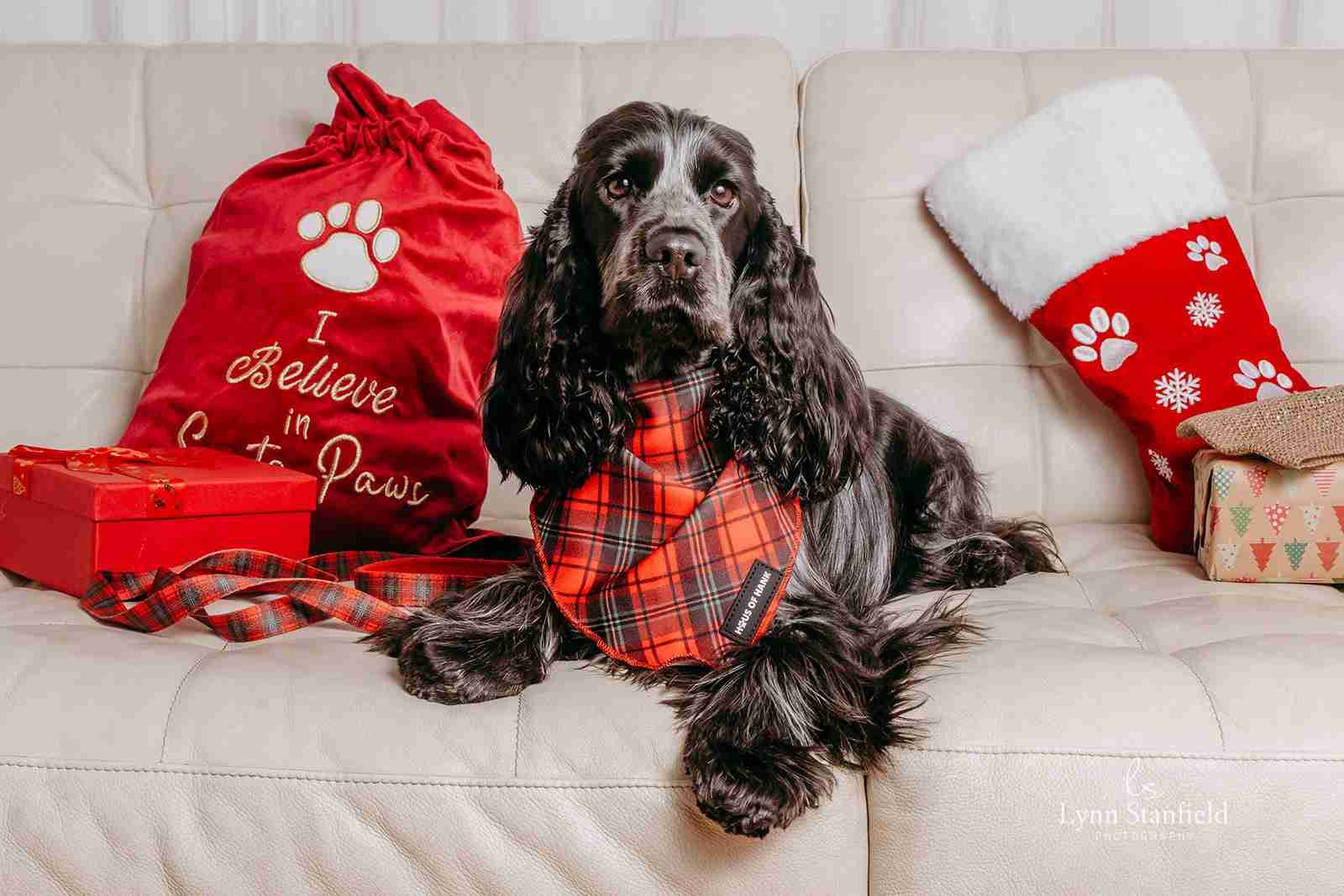 The Festive One red tartan dog bandana from Haus of Hank