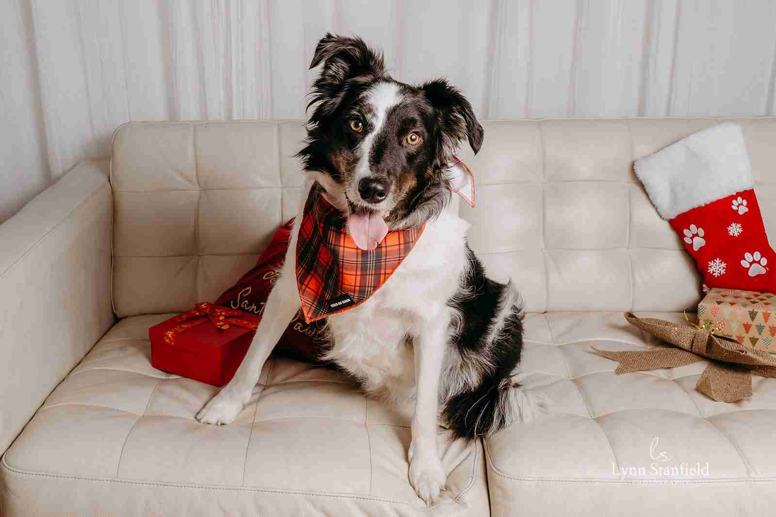 The Festive One red tartan dog bandana from Haus of Hank
