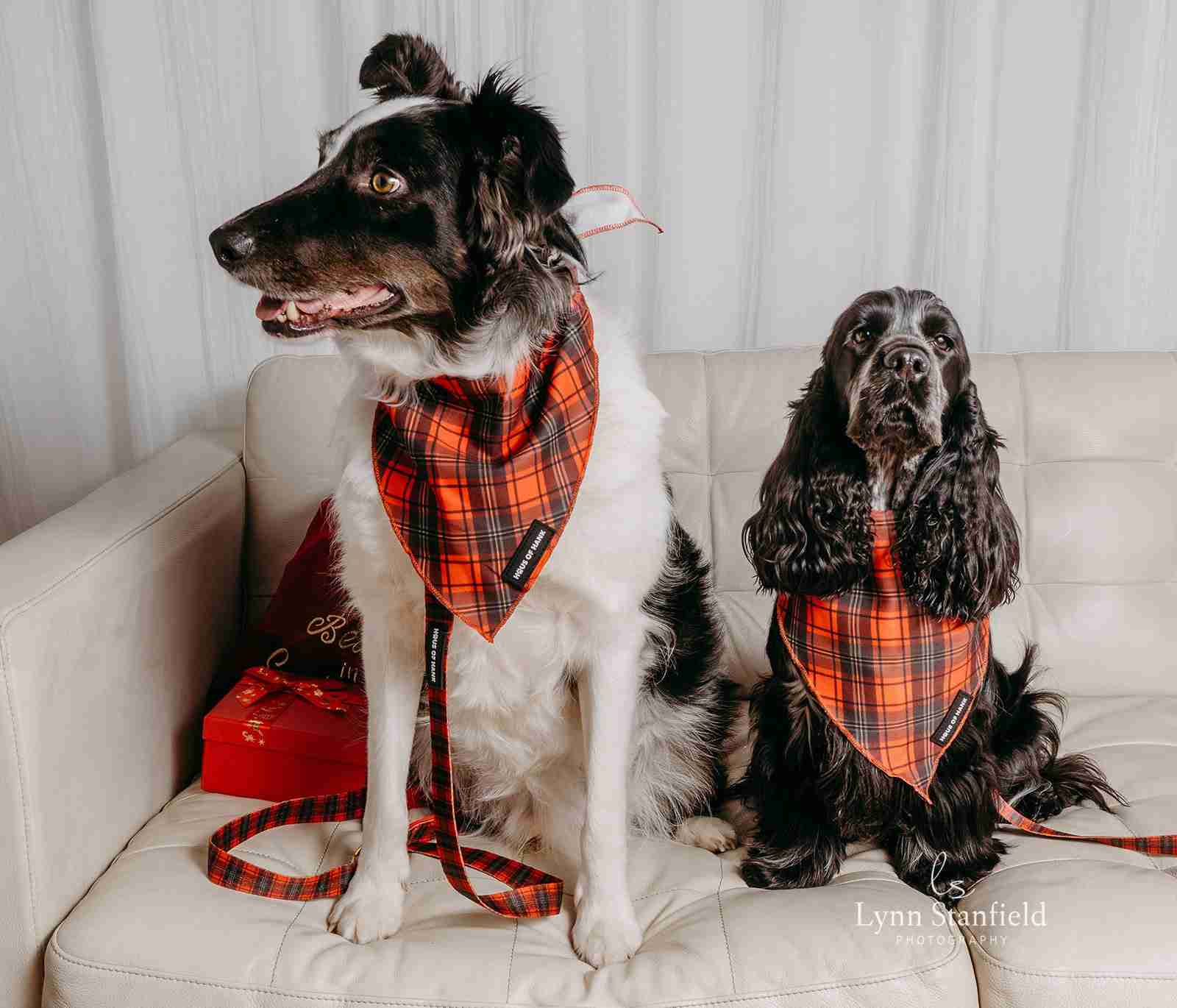 The Festive One red tartan dog bandana from Haus of Hank