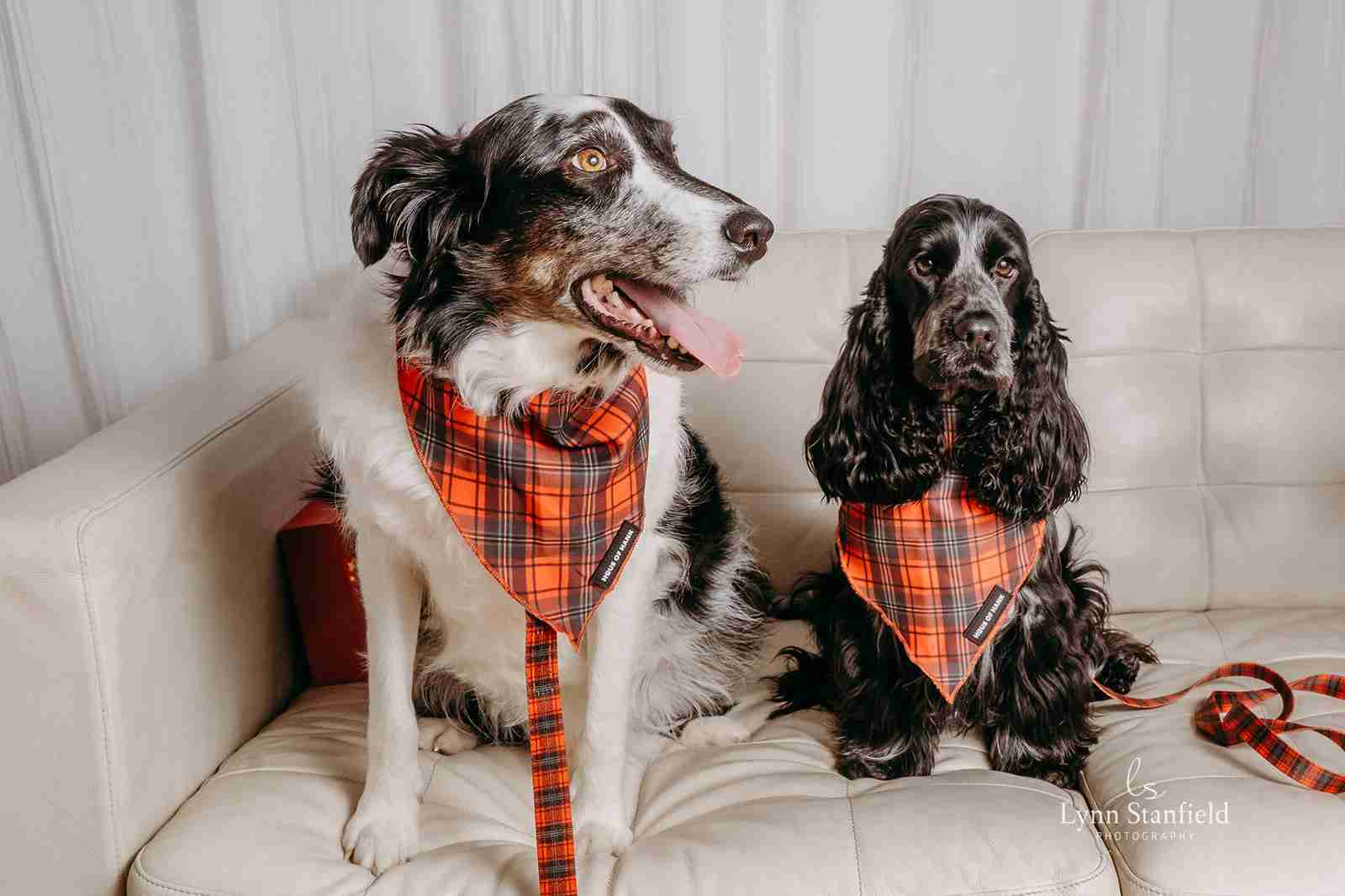 The Festive One red tartan Comfort Control Lead and bandanas on a border collie and cocker spaniel – from Haus of Hank