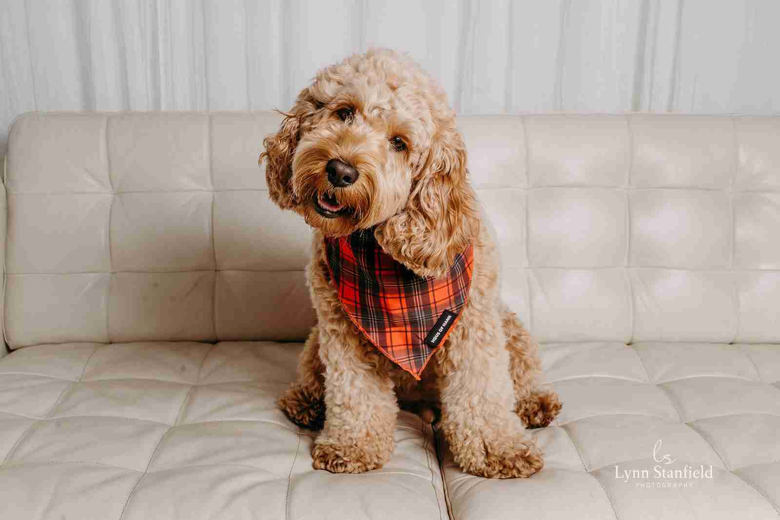 The Festive One red tartan dog bandana from Haus of Hank