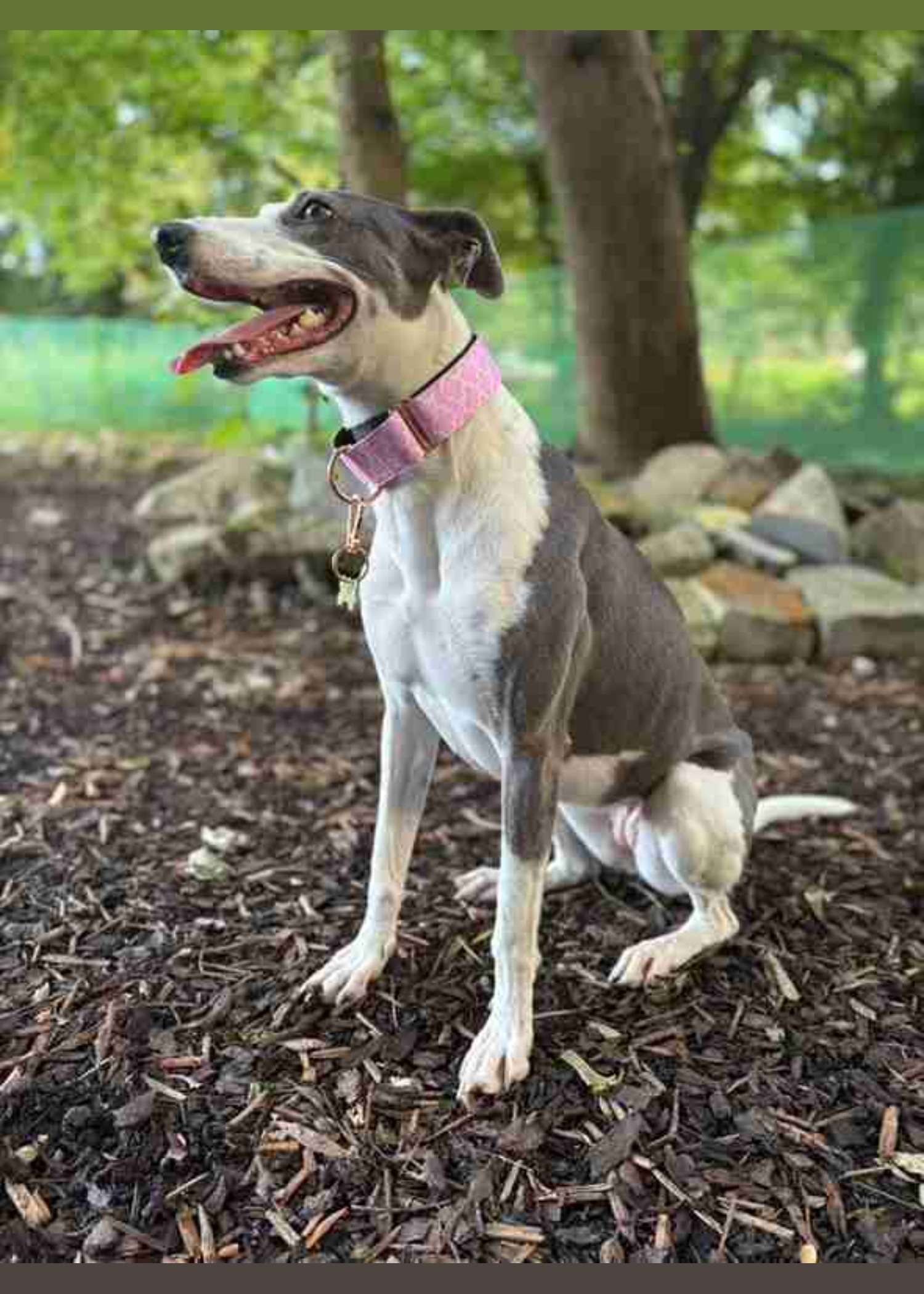 Royalty Adjustable Martingale Collar 36-48cm (3.8cm) — Haus of Hank (view 5)