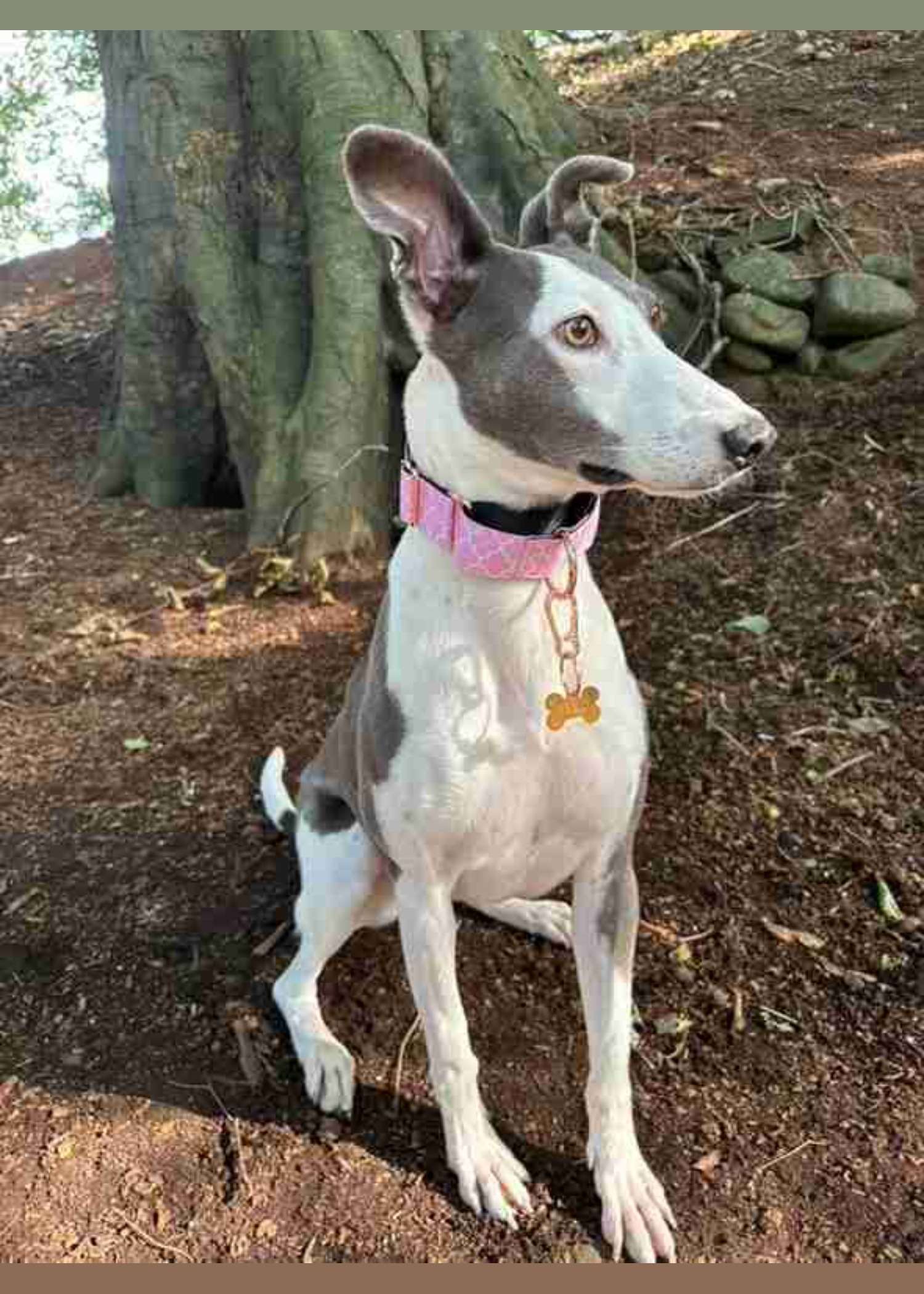 Royalty Adjustable Martingale Collar 36-48cm (3.8cm) — Haus of Hank (view 3)