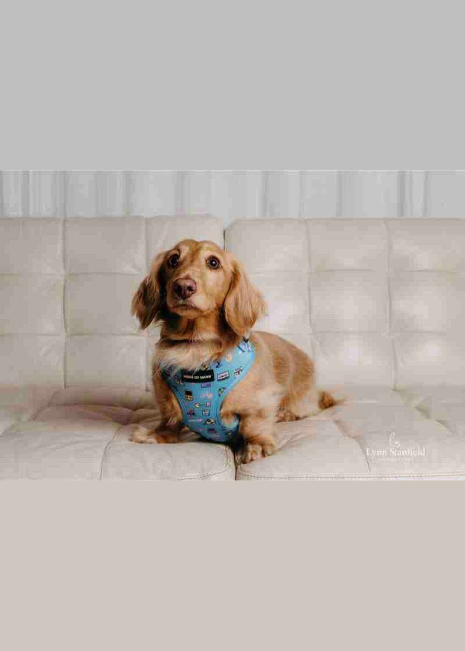 Bark-cade Classic Haus Harness — Haus of Hank (view 3)