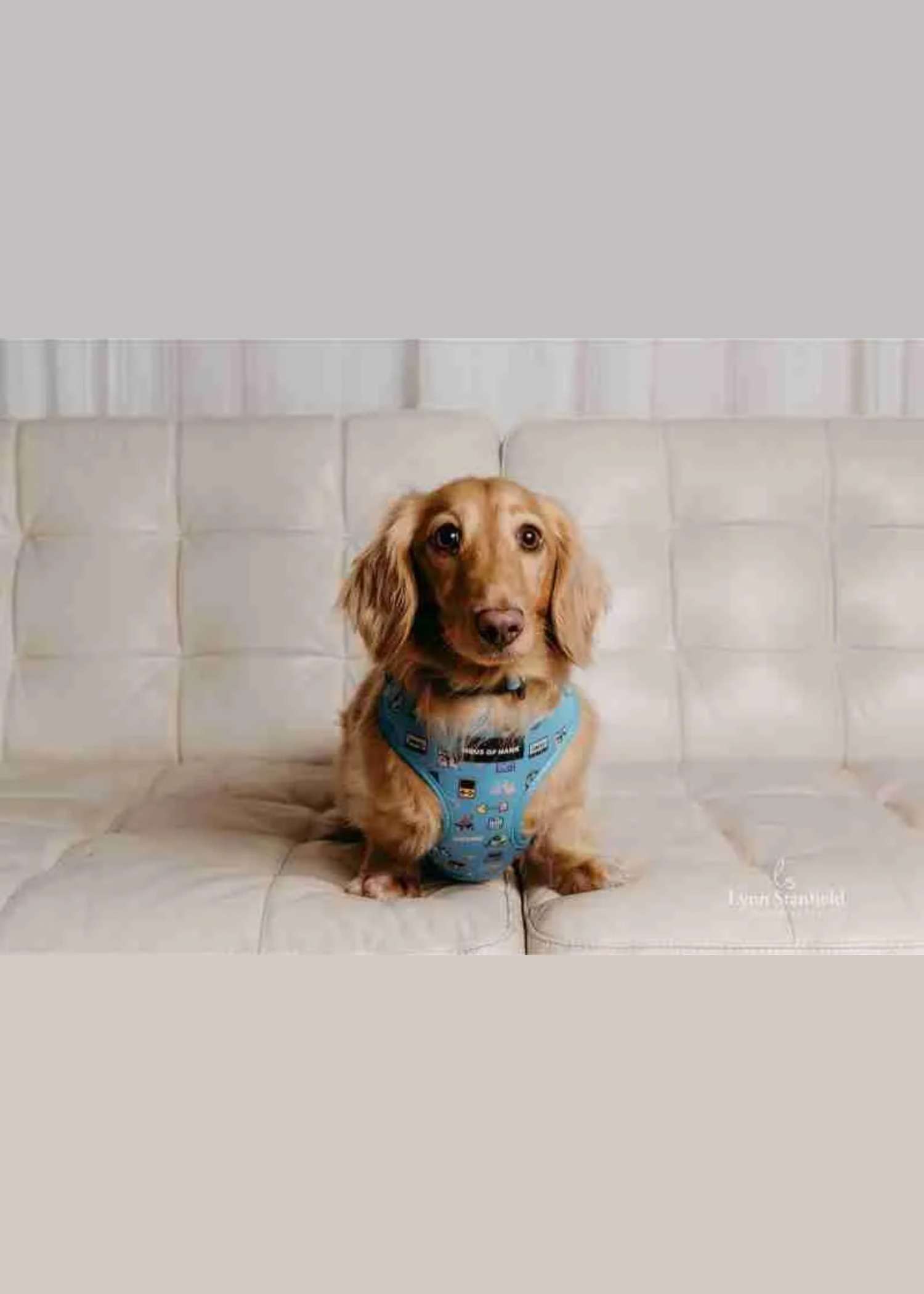 Bark-cade Classic Haus Harness — Haus of Hank (view 2)