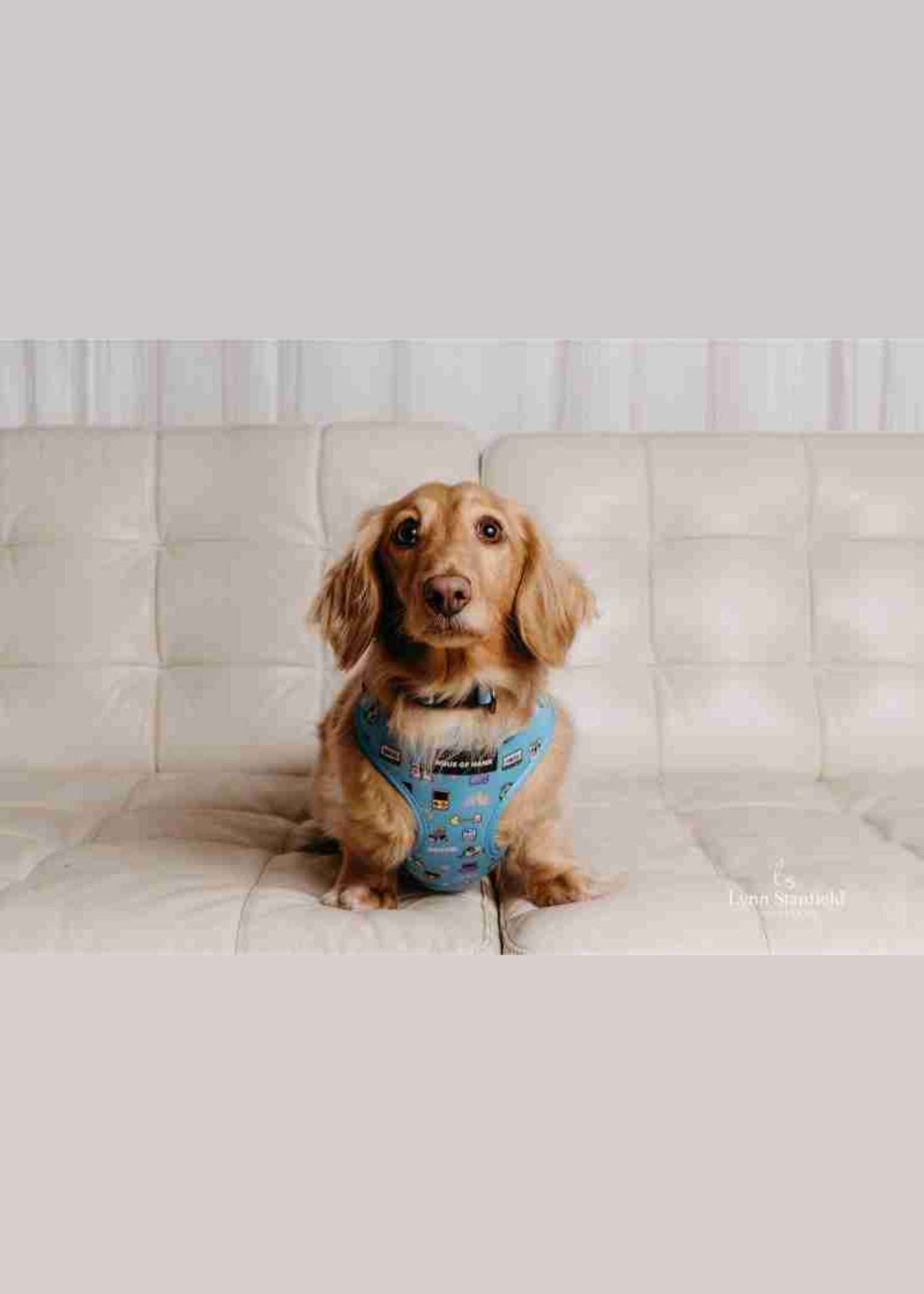 Bark-cade Classic Haus Harness — Haus of Hank (view 4)