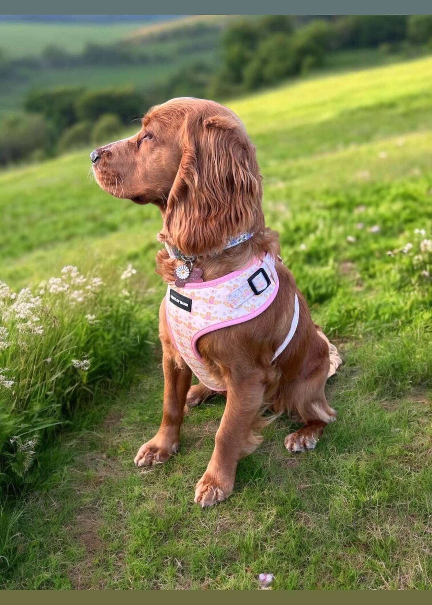 Blush Claddagh Classic Haus Harness — Haus of Hank (view 2)