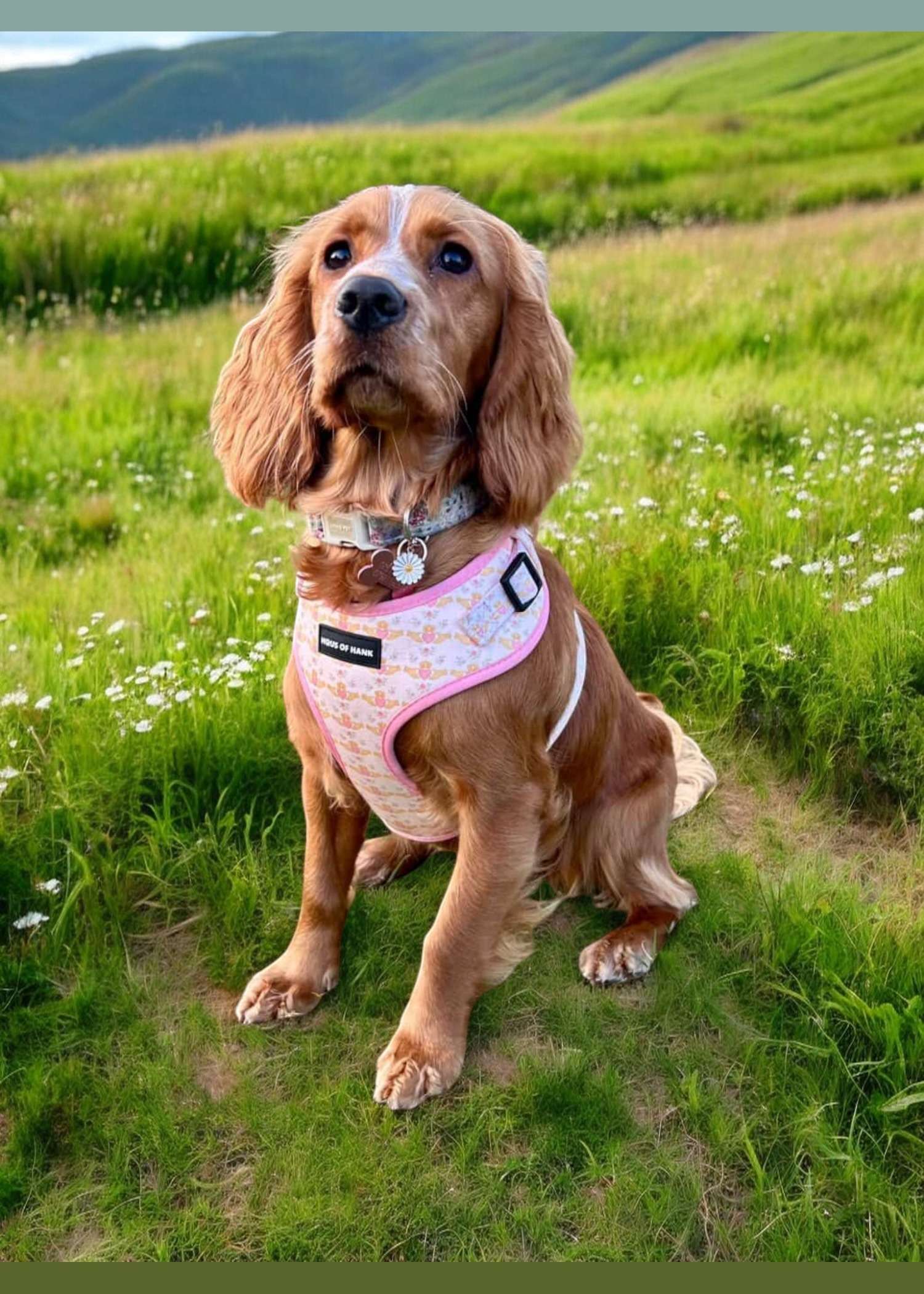 Blush Claddagh Classic Haus Harness — Haus of Hank (view 3)