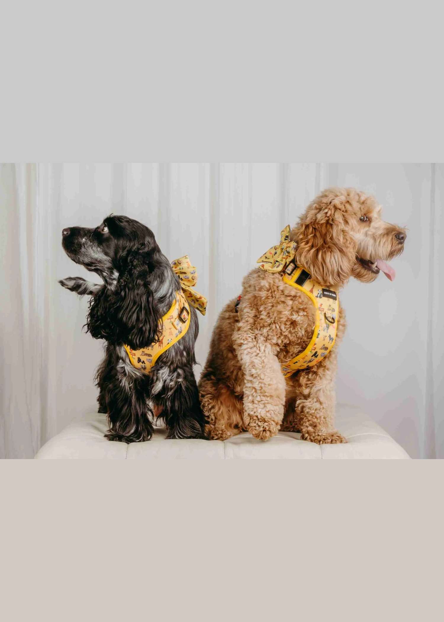Golden Zookeeper Haus Control Harness — Haus of Hank (view 7)