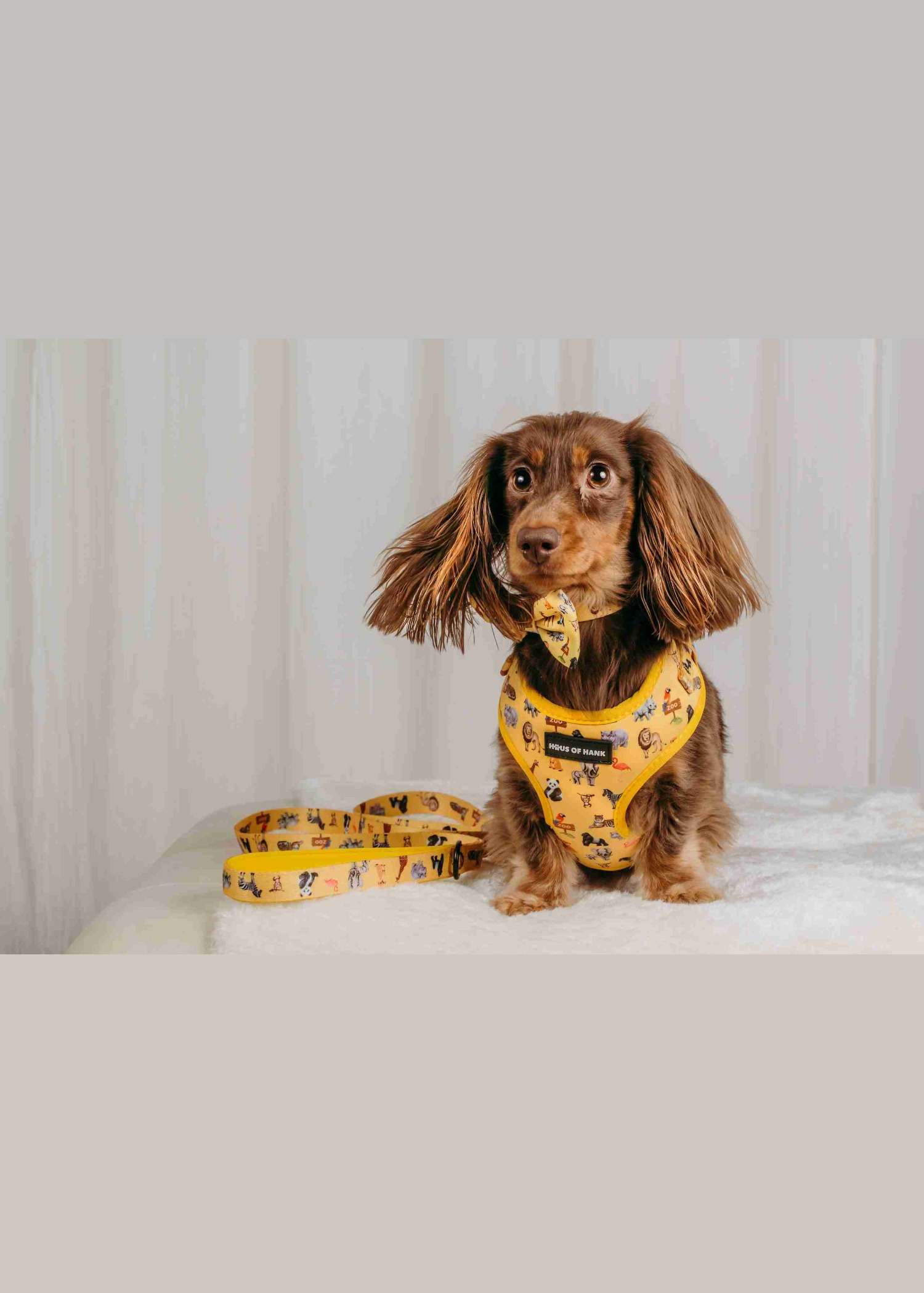 Golden Zookeeper Bowtie — dog bow tie from Haus of Hank