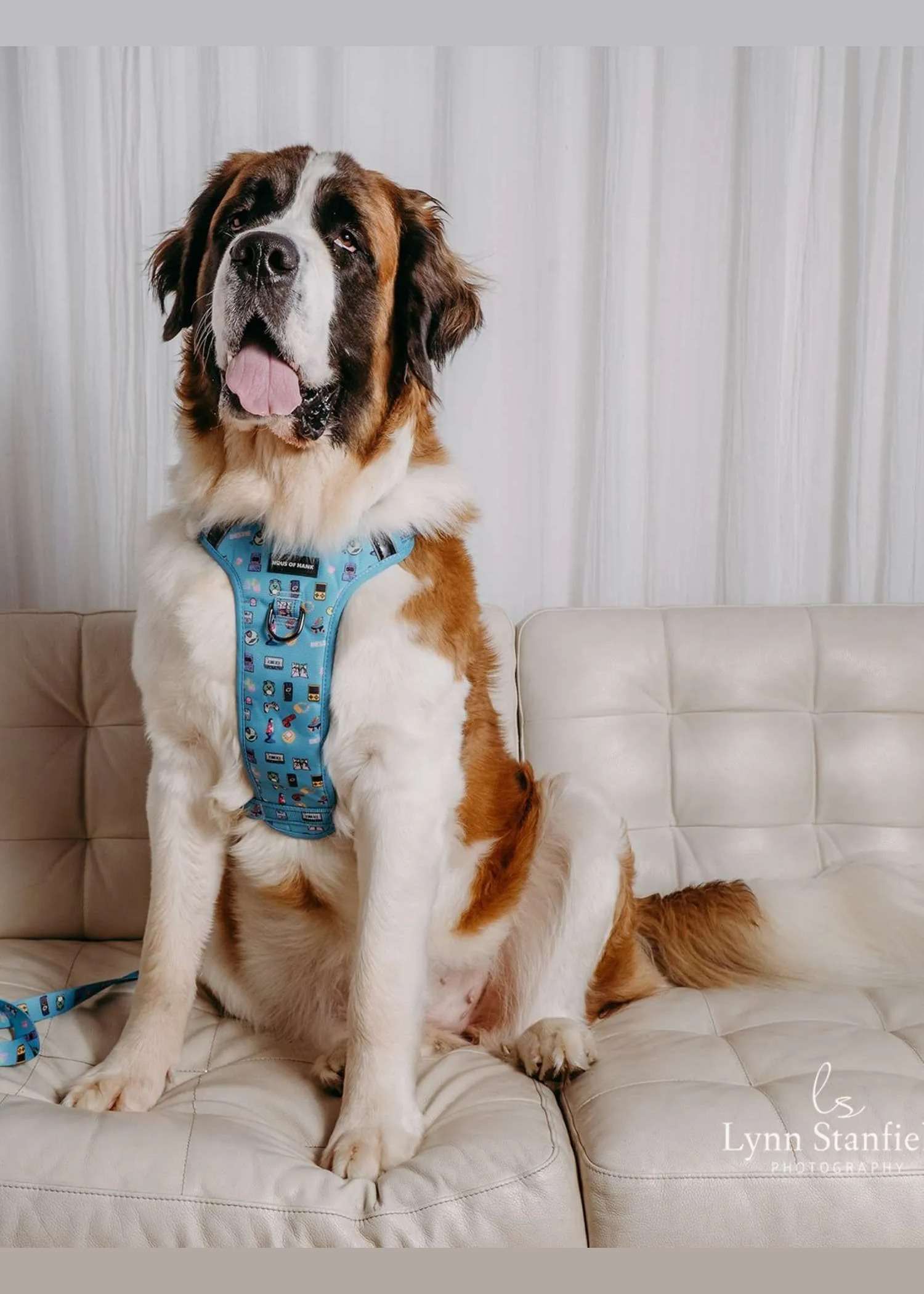 Bark-cade Haus Control Harness