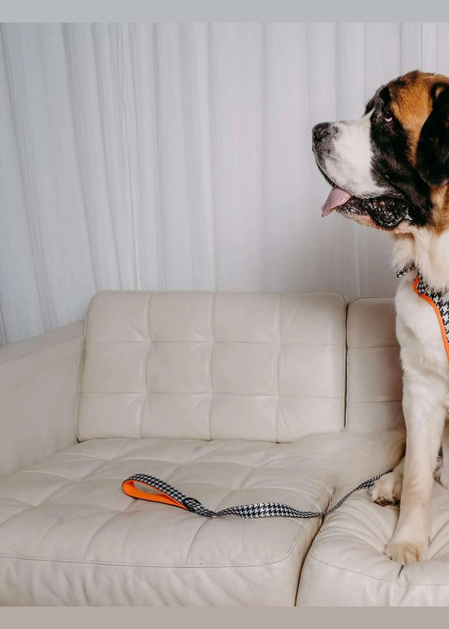 The Runway Edit! Comfort Control Lead in black and white houndstooth with an orange handle, laid on a cream sofa beside a seated Saint Bernard