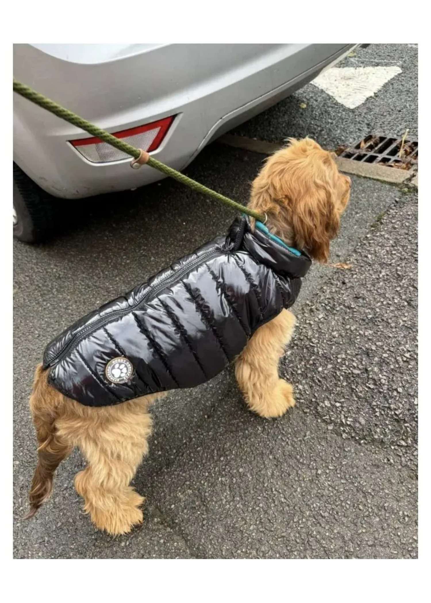 Black Puffer Dog Coat — padded winter dog coat from Haus of Hank, worn by a medium dog