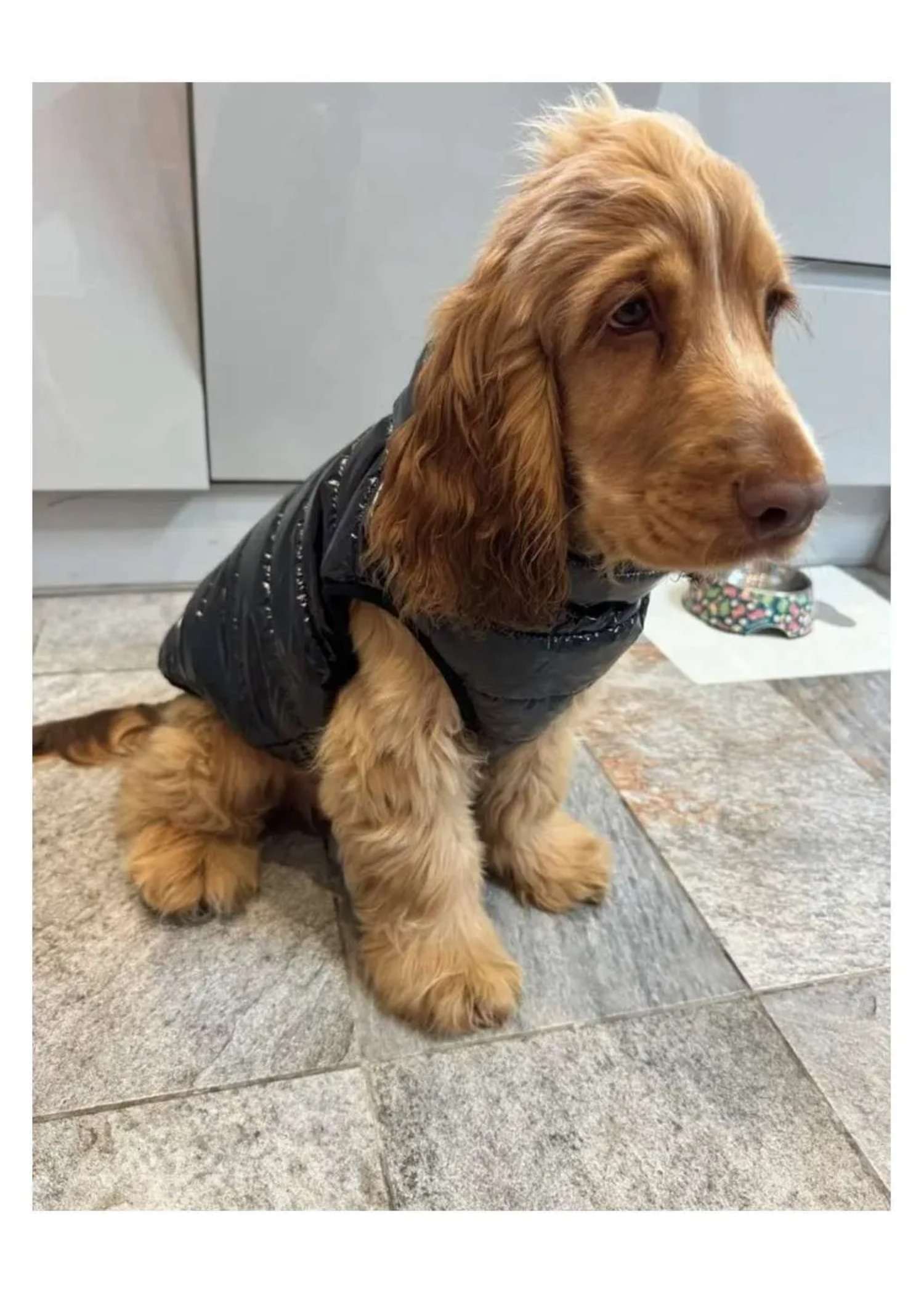 Black Puffer Dog Coat — padded winter dog coat from Haus of Hank, worn by a small dog