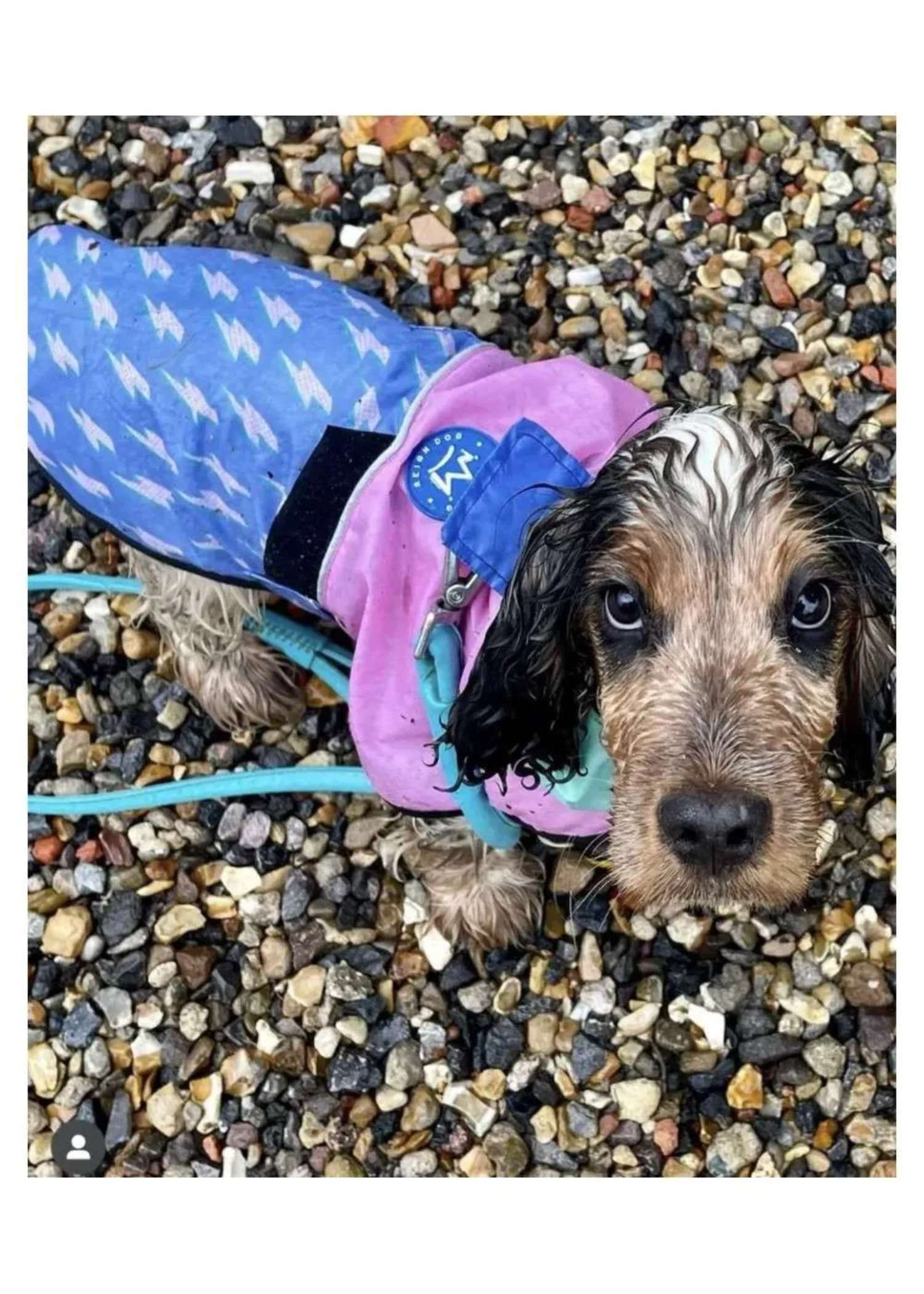 Blue and Pink Dog Rainmac — lightweight waterproof dog raincoat from Haus of Hank, worn by a spaniel