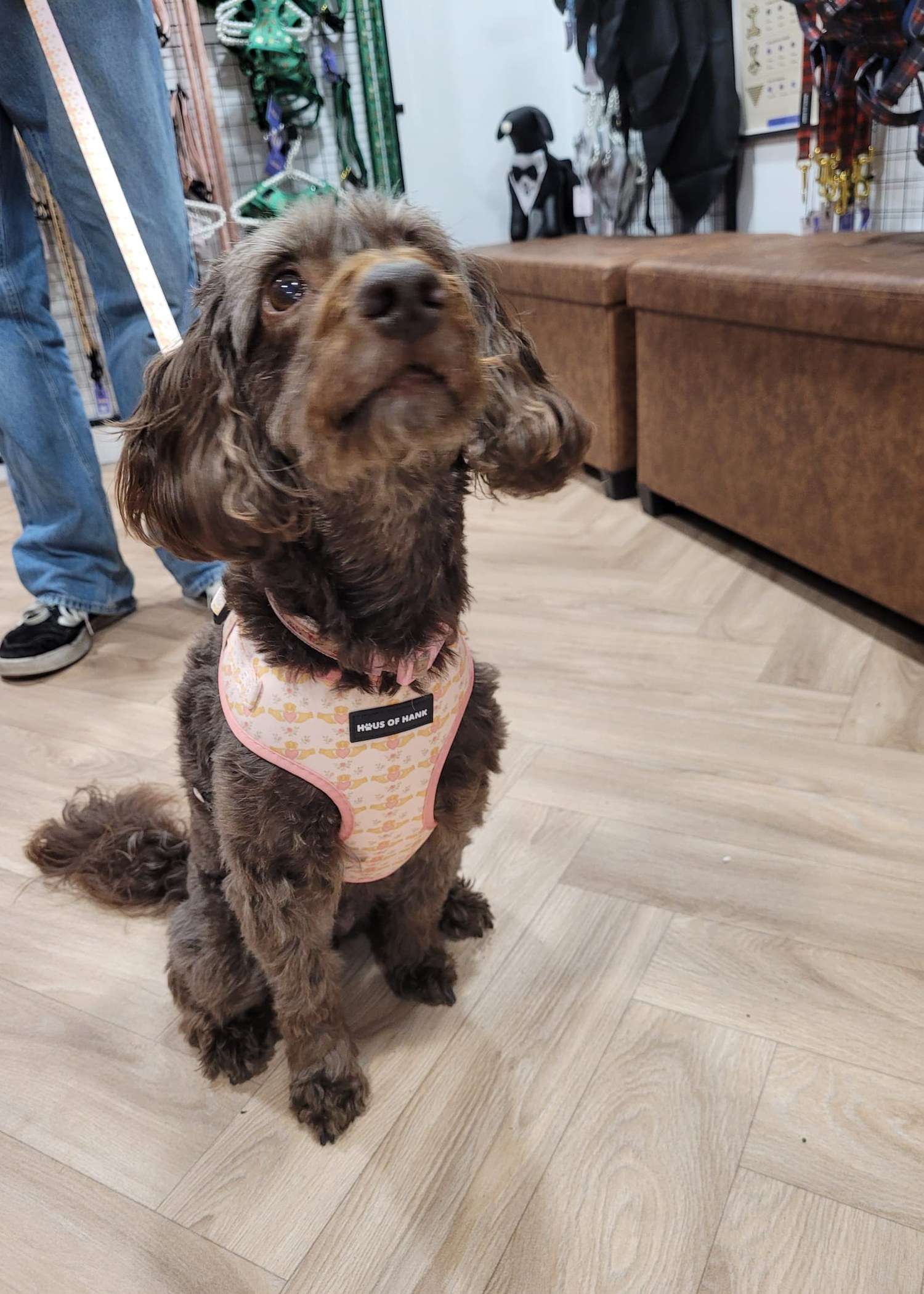 Cockapoo wearing the Blush Claddagh Classic Haus Harness from Haus of Hank