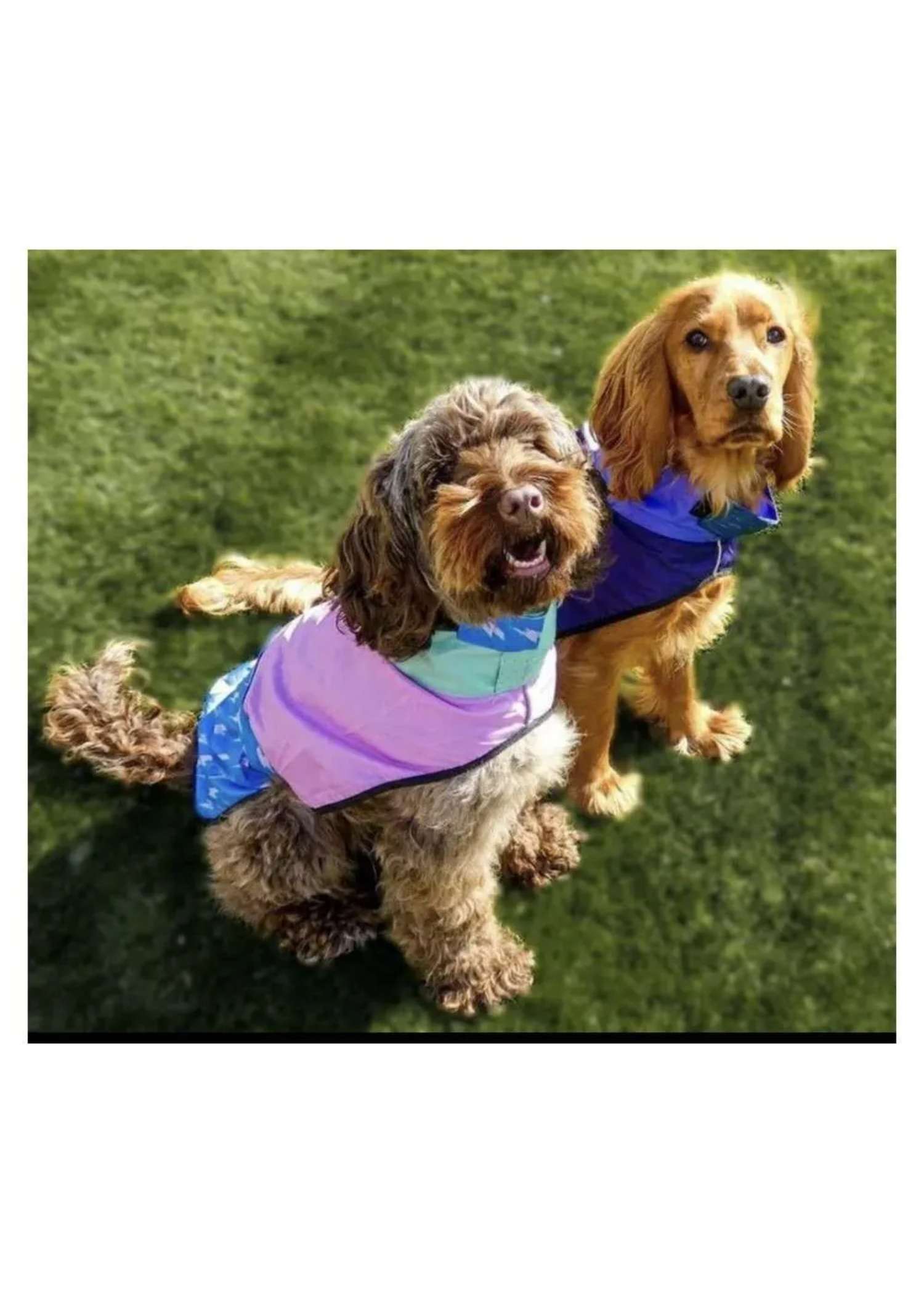 Dog Rainmacs in both colourways — waterproof dog raincoats from Haus of Hank