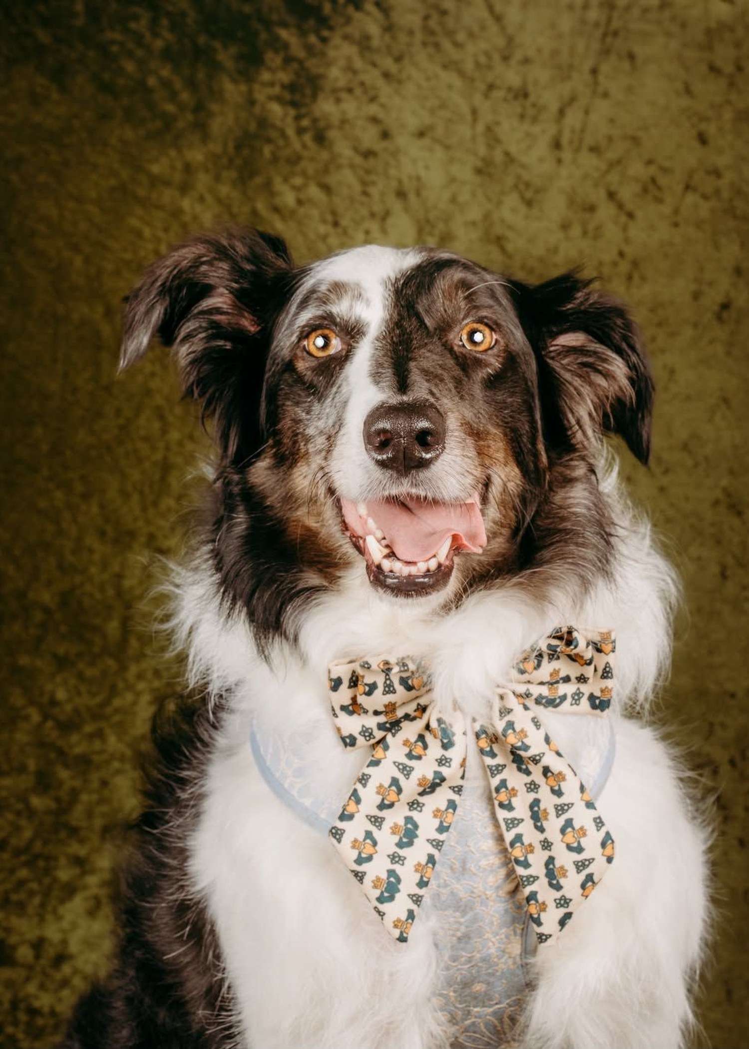 Border collie wearing the Emerald Claddagh sailor bow from Haus of Hank