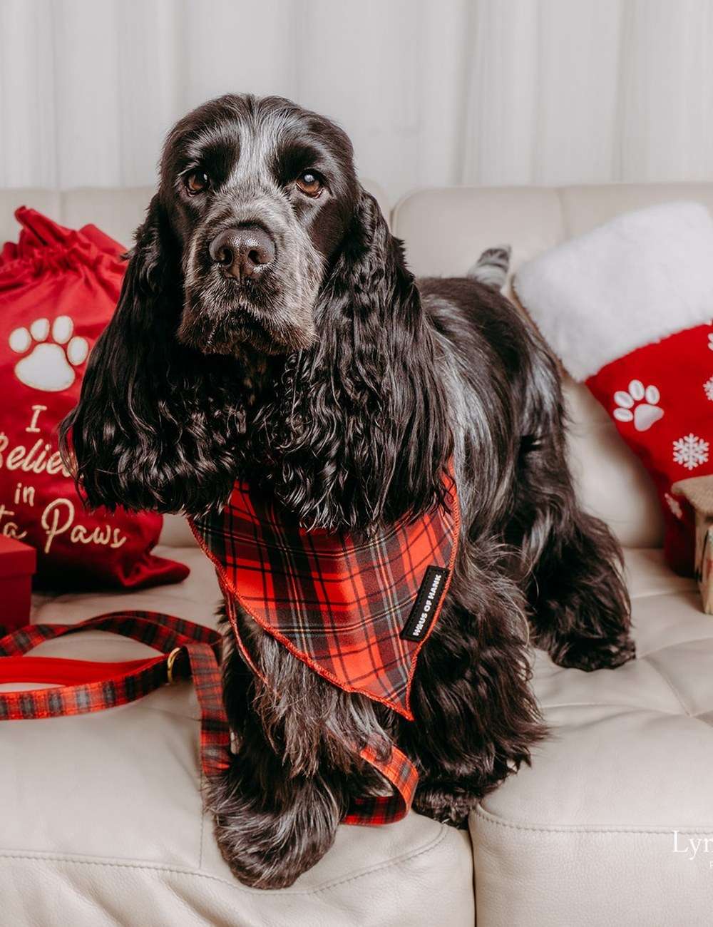 Cocker spaniel wearing The Festive One red tartan bandana