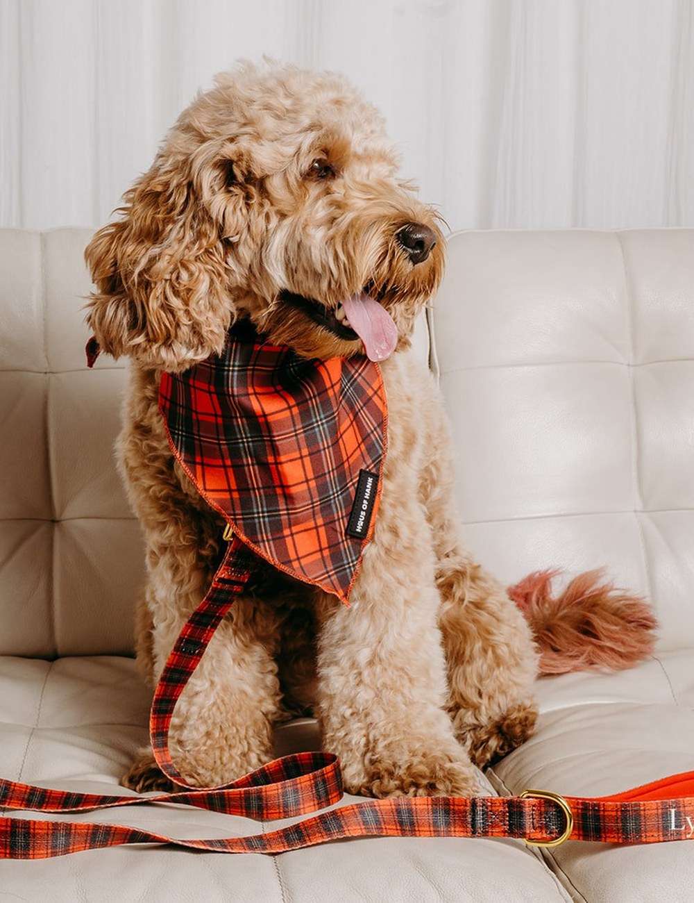 Cockapoo wearing The Festive One red tartan bandana with the matching Comfort Control Lead