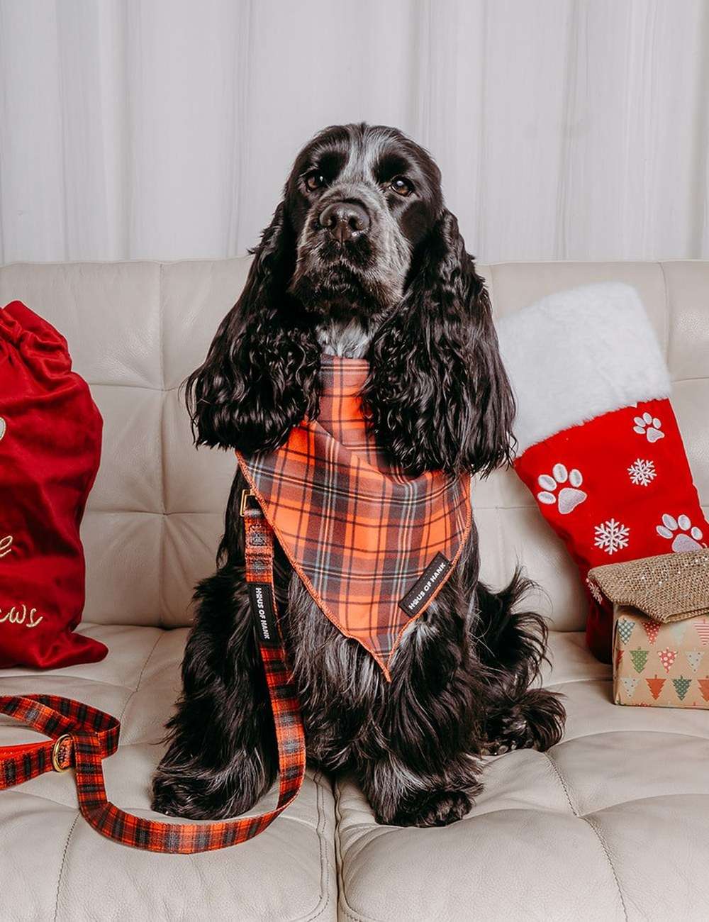 Cocker spaniel wearing The Festive One red tartan bandana with the matching Comfort Control Lead