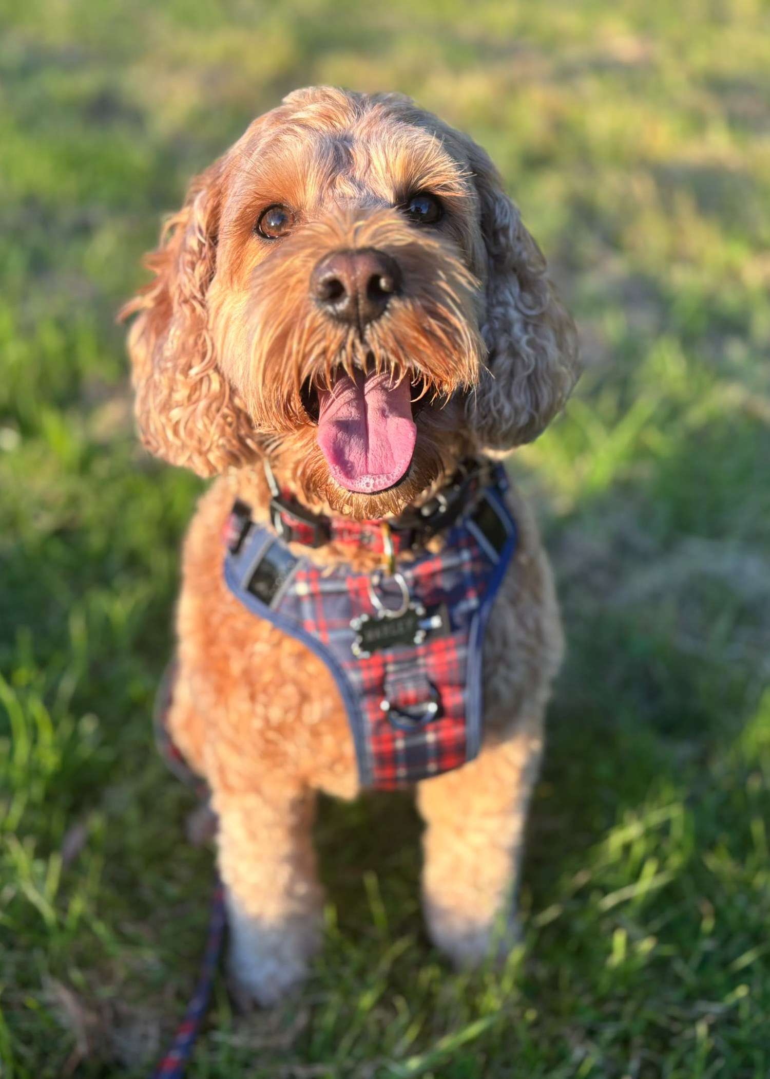 Cockapoo wearing The Heritage Edition navy tartan Haus Control Harness