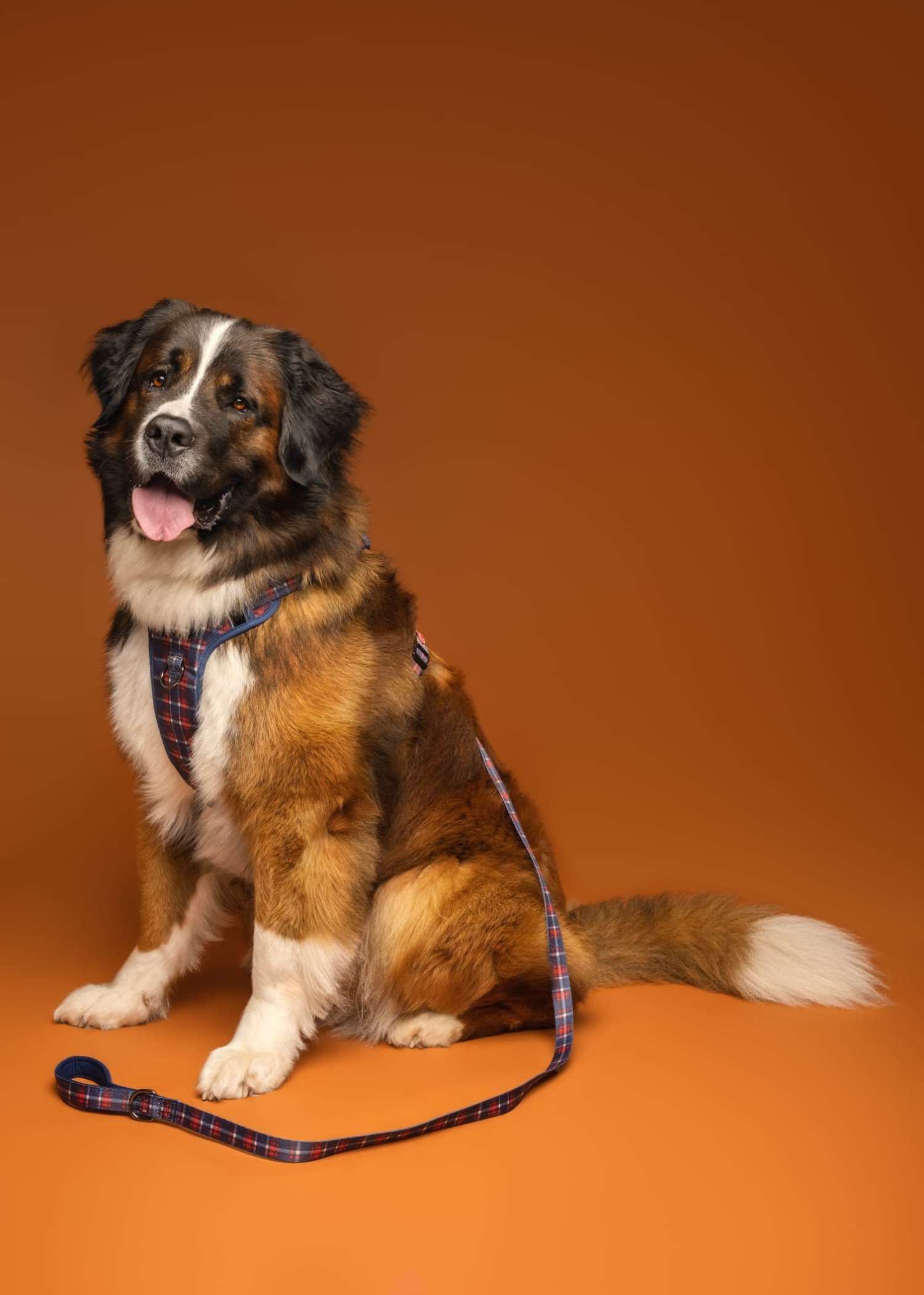 St Bernard wearing The Heritage Edition navy tartan harness and Comfort Control Lead