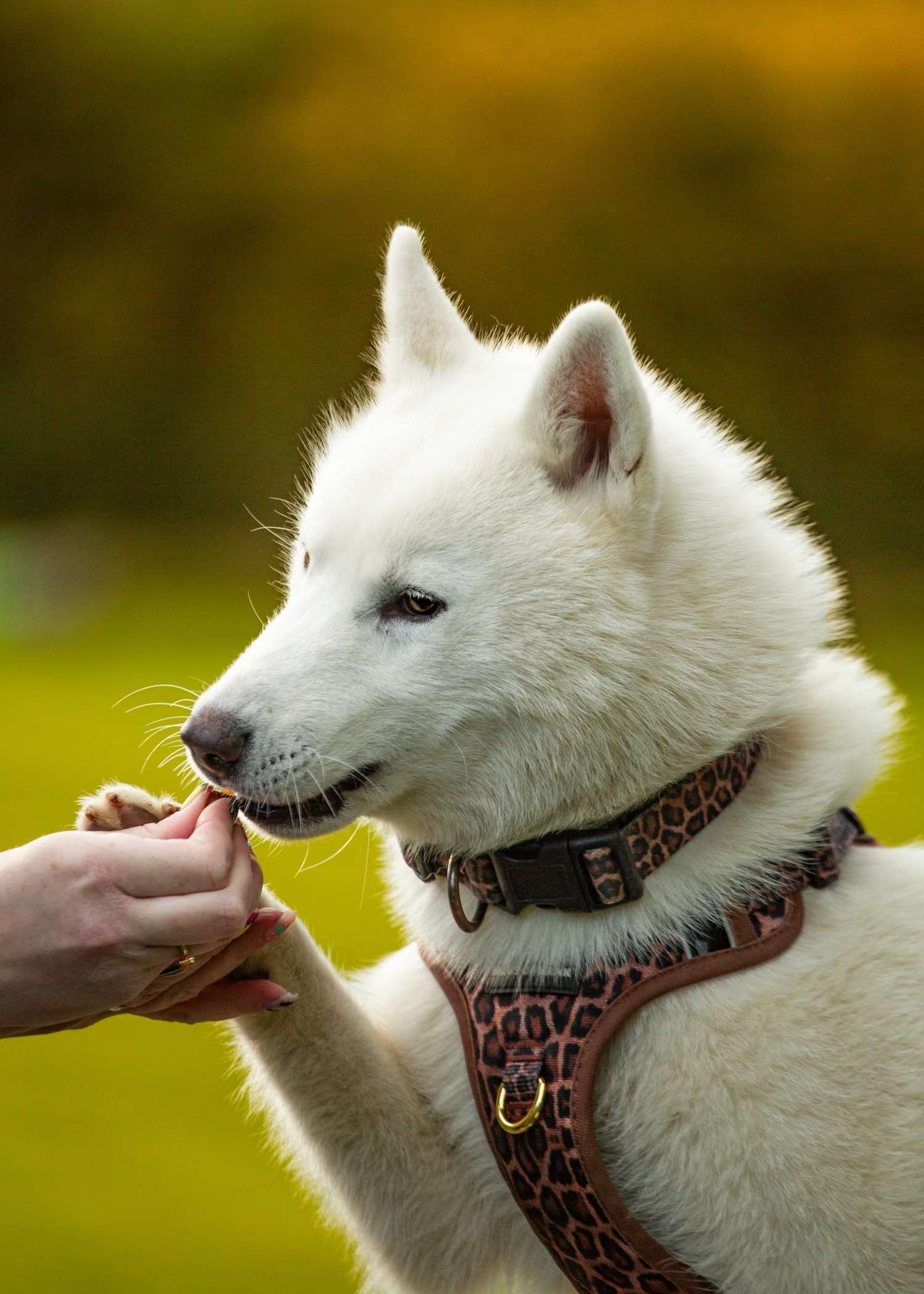 White husky wearing the Paws gone WILD leopard print collar and Haus Control Harness