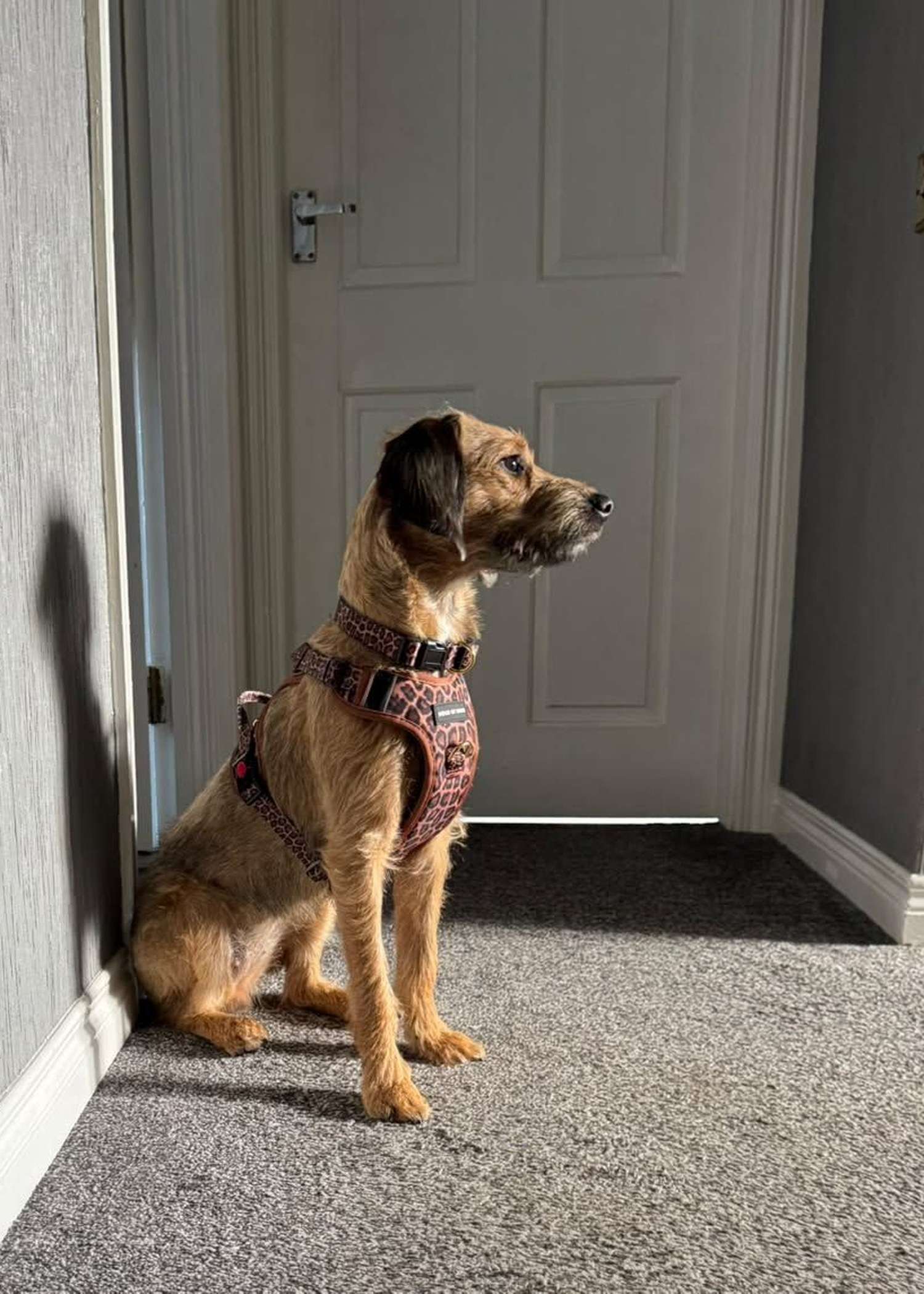 Terrier wearing the Paws gone WILD leopard print Haus Control Harness and collar