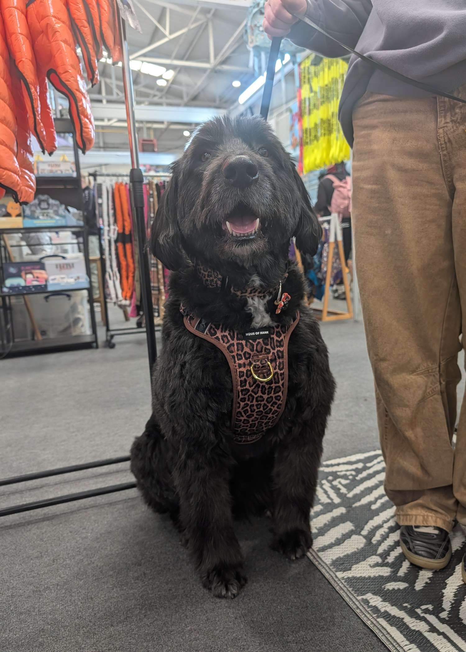 Black doodle wearing the Paws gone WILD leopard print Haus Control Harness and collar