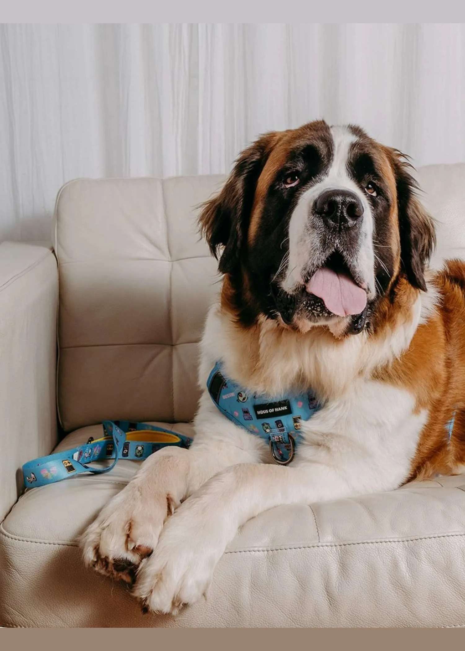 Bark-cade Comfort Control Lead in the blue video-game print with a yellow handle, lying on a sofa beside a Saint Bernard wearing the matching Bark-cade harness